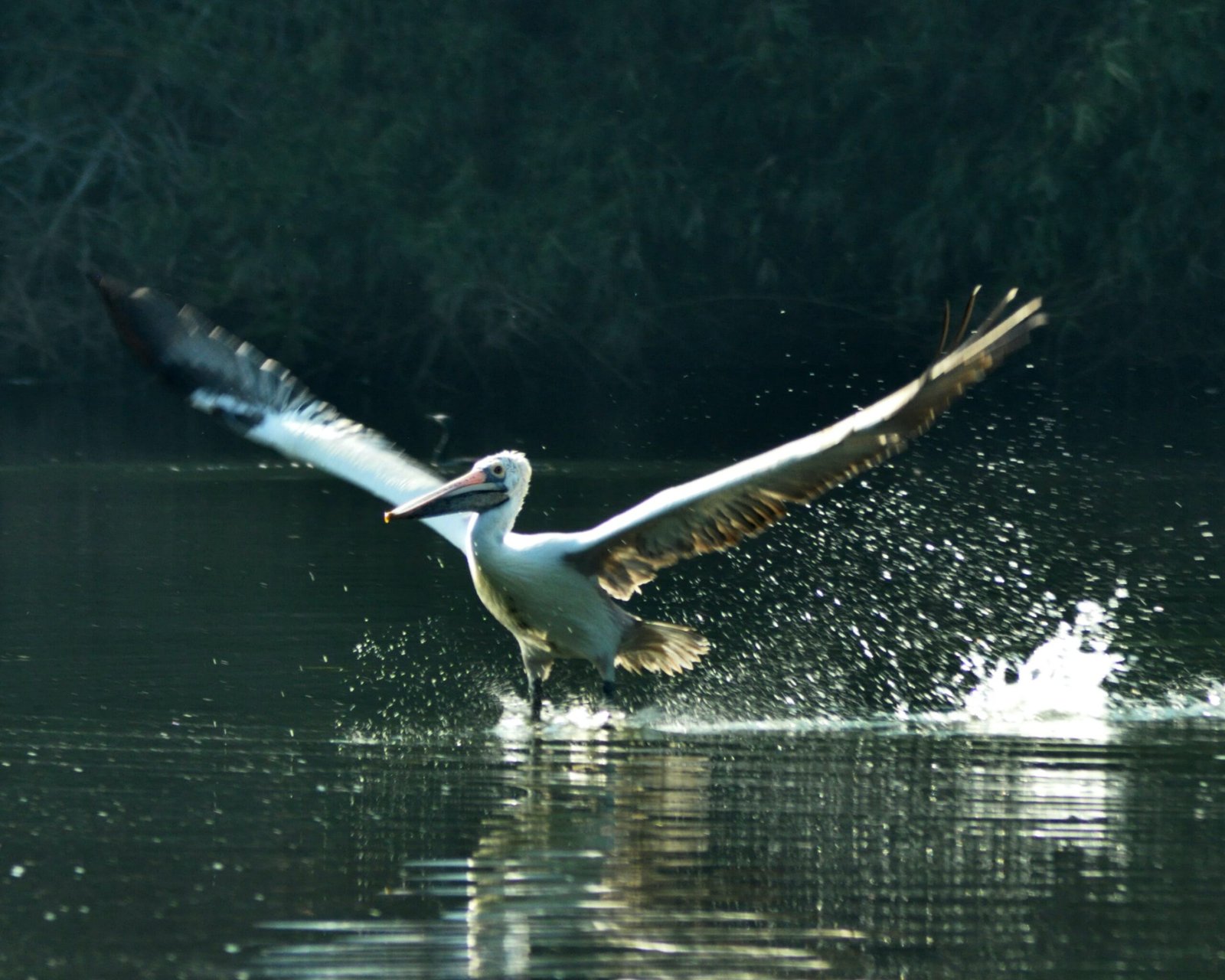 About Us 17 Bird Sanctuary scaled 1 1