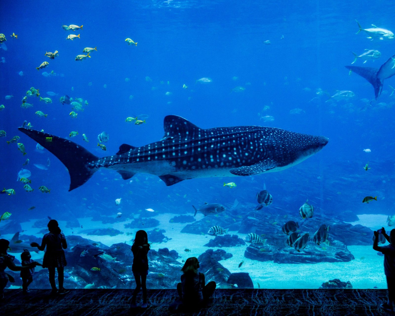 About Us 16 uShaka Marine World scaled 1 1